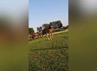 Hanoverian, Stallion, Foal (05/2025), Brown