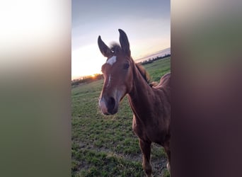 Hanoverian, Stallion, Foal (05/2025), Brown