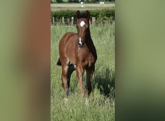 Hanoverian, Stallion, , Brown
