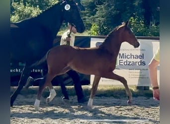 Hanoverian, Stallion, , Brown