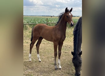 Hanoverian, Stallion, , Brown