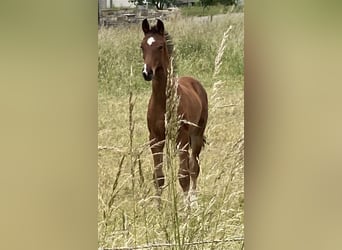 Hanoverian, Stallion, , Brown