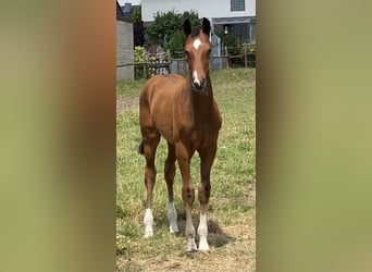 Hanoverian, Stallion, , Brown