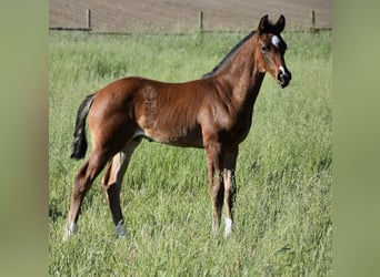 Hanoverian, Stallion, , Brown