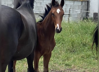 Hanoverian, Stallion, , Brown