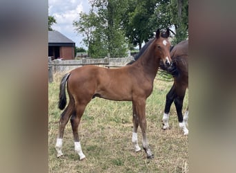 Hanoverian, Stallion, , Brown