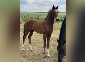 Hanoverian, Stallion, , Brown
