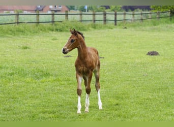 Hanoverian, Stallion, Foal (04/2026), Brown