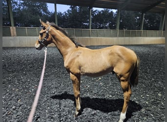 Hanoverian, Stallion, Foal (05/2025), Brown