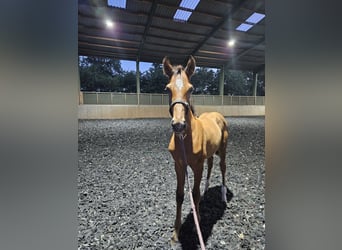 Hanoverian, Stallion, Foal (05/2025), Brown