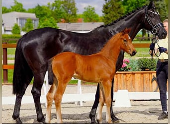 Hanoverian, Stallion, , Brown