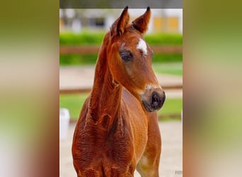 Hanoverian, Stallion, , Brown