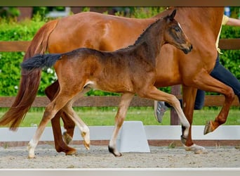 Hanoverian, Stallion, , Brown