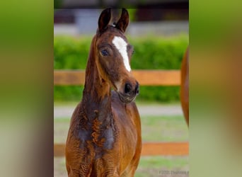 Hanoverian, Stallion, , Brown