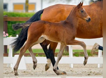 Hanoverian, Stallion, , Brown