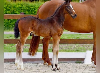 Hanoverian, Stallion, , Brown