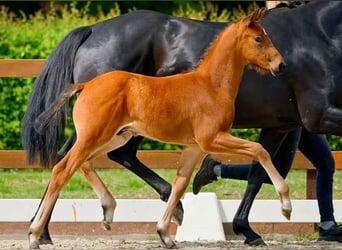 Hanoverian, Stallion, , Brown