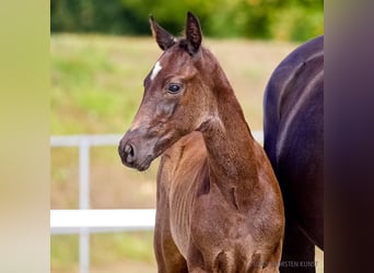 Hanoverian, Stallion, Foal (06/2026), Brown