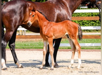 Hanoverian, Stallion, Foal (06/2026), Brown