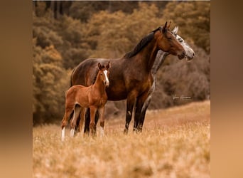 Hanoverian, Stallion, Foal (04/2025), Brown