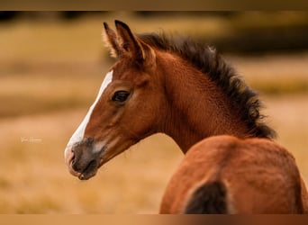 Hanoverian, Stallion, Foal (04/2025), Brown