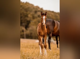 Hanoverian, Stallion, Foal (04/2025), Brown