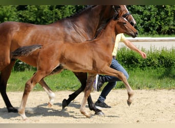 Hanoverian, Stallion, , Brown