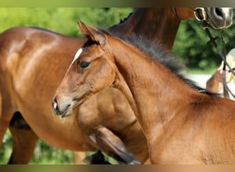 Hanoverian, Stallion, , Brown