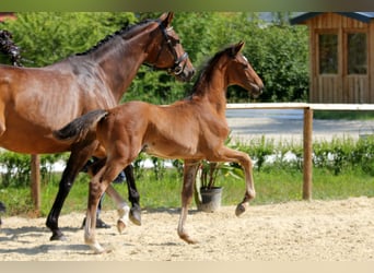 Hanoverian, Stallion, , Brown