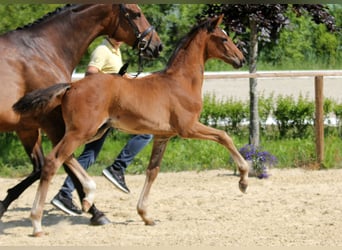 Hanoverian, Stallion, , Brown