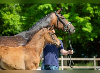 Hanoverian, Stallion, Foal (03/2025), Brown