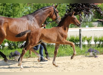 Hanoverian, Stallion, , Brown