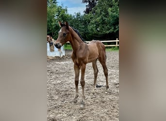 Hanoverian, Stallion, Foal (05/2024), Brown