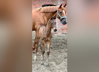 Hanoverian, Stallion, Foal (05/2024), Brown