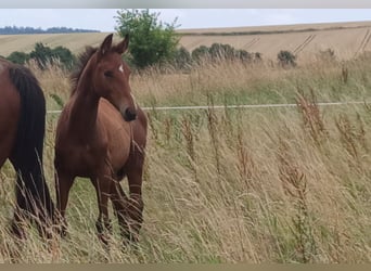 Hanoverian, Stallion, Foal (03/2025), Brown-Light