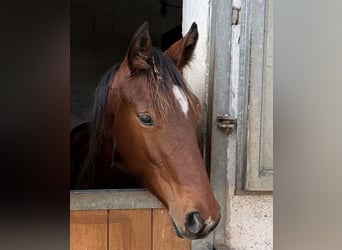 Hanoverian, Stallion, Foal (03/2025), Brown