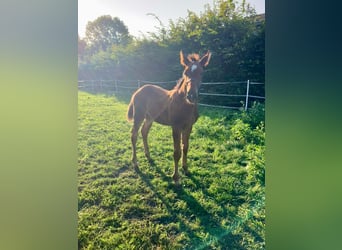 Hanoverian, Stallion, Foal (05/2025), Brown