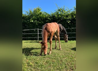 Hanoverian, Stallion, Foal (05/2025), Brown