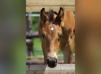 Hanoverian, Stallion, Foal (06/2026), Brown