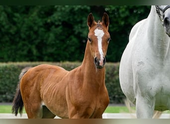 Hanoverian, Stallion, , Brown