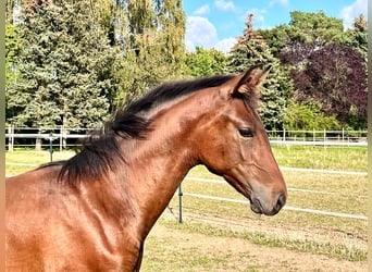 Hanoverian, Stallion, Foal (04/2024), Brown