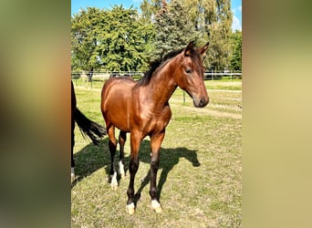 Hanoverian, Stallion, Foal (04/2024), Brown