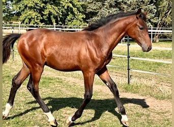 Hanoverian, Stallion, Foal (04/2024), Brown