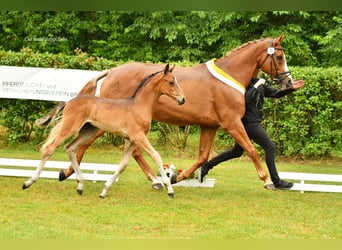 Hanoverian, Stallion, Foal (05/2026), Brown