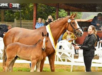 Hanoverian, Stallion, Foal (05/2026), Brown