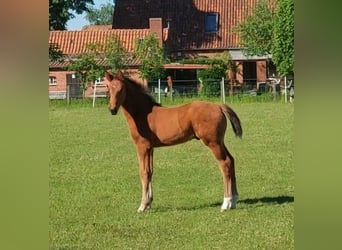 Hanoverian, Stallion, Foal (03/2026), Brown