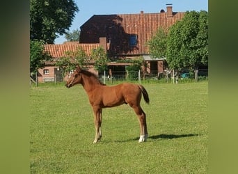 Hanoverian, Stallion, Foal (03/2026), Brown