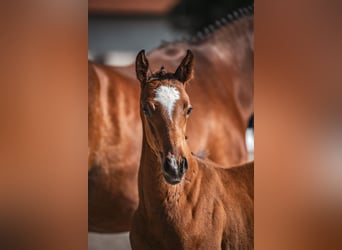 Hanoverian, Stallion, Foal (04/2025), Brown
