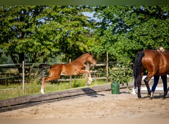 Hanoverian, Stallion, Foal (04/2025), Brown