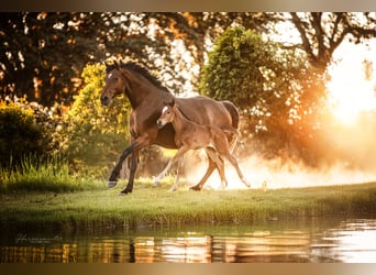 Hanoverian, Stallion, Foal (04/2025), Brown